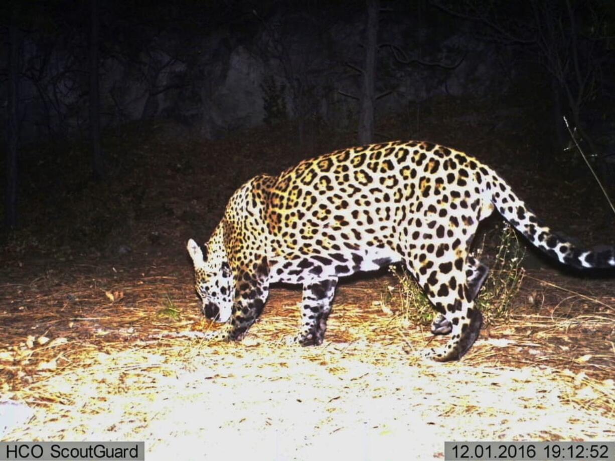 FILE - This Dec. 1, 2016 file image from video provided by Fort Huachuca shows a wild jaguar in southern Arizona. The 10th U.S. Circuit Court of Appeals in Denver is scheduled to hear arguments Wednesday, Sept. 25, 2019, from environmentalists and from lawyers representing a group of ranchers and farmers whether tens of thousands of acres in New Mexico should be reserved as critical habitat for the endangered jaguar.