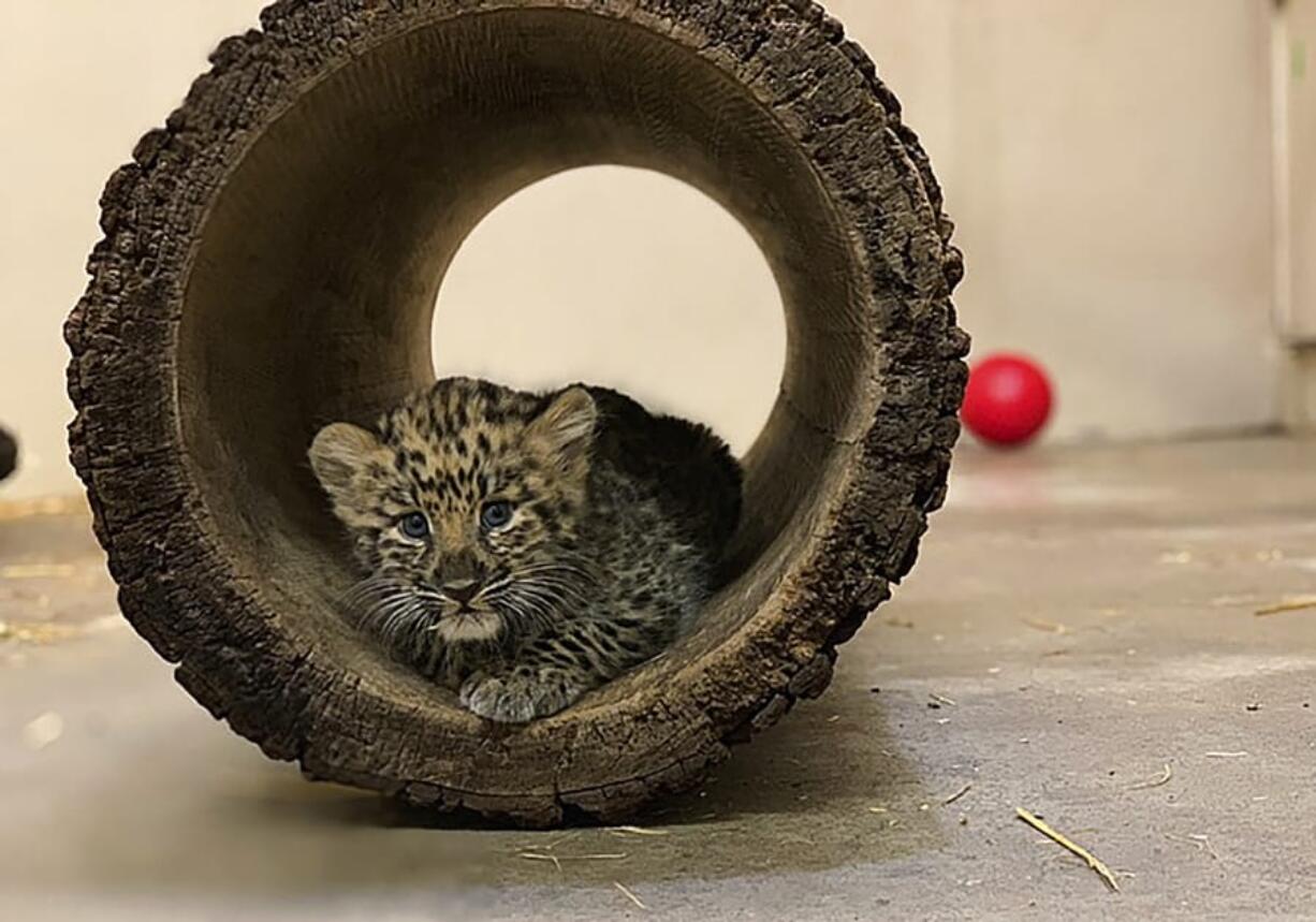 An Amur leopard cub plays in its private quarters Aug. 12 at the Rosamond Gifford Zoo in Syracuse, N.Y. The leopards, which are native to eastern Russia and critically endangered, made their public debut on Aug. 14.