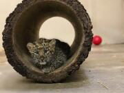 An Amur leopard cub plays in its private quarters Aug. 12 at the Rosamond Gifford Zoo in Syracuse, N.Y. The leopards, which are native to eastern Russia and critically endangered, made their public debut on Aug. 14.