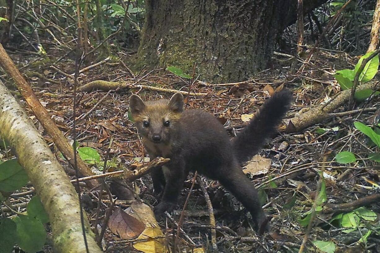 A rare coastal Pacific marten in the Oregon Dunes in the Siuslaw National Forest, Ore. The Oregon Fish and Wildlife Commission voted to ban the trapping of the extremely rare cat-like creature in coastal areas critical to its survival, a coalition of environmental groups announced on Monday, Sept. 16, 2019. The 4-3 vote taken late Friday, Sept. 13 would impose a trapping ban west of the Interstate 5 corridor to protect the fewer than 200 coastal Humboldt martens left in the state. (Mark Linnell/U.S.