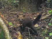 A rare coastal Pacific marten in the Oregon Dunes in the Siuslaw National Forest, Ore. The Oregon Fish and Wildlife Commission voted to ban the trapping of the extremely rare cat-like creature in coastal areas critical to its survival, a coalition of environmental groups announced on Monday, Sept. 16, 2019. The 4-3 vote taken late Friday, Sept. 13 would impose a trapping ban west of the Interstate 5 corridor to protect the fewer than 200 coastal Humboldt martens left in the state. (Mark Linnell/U.S.