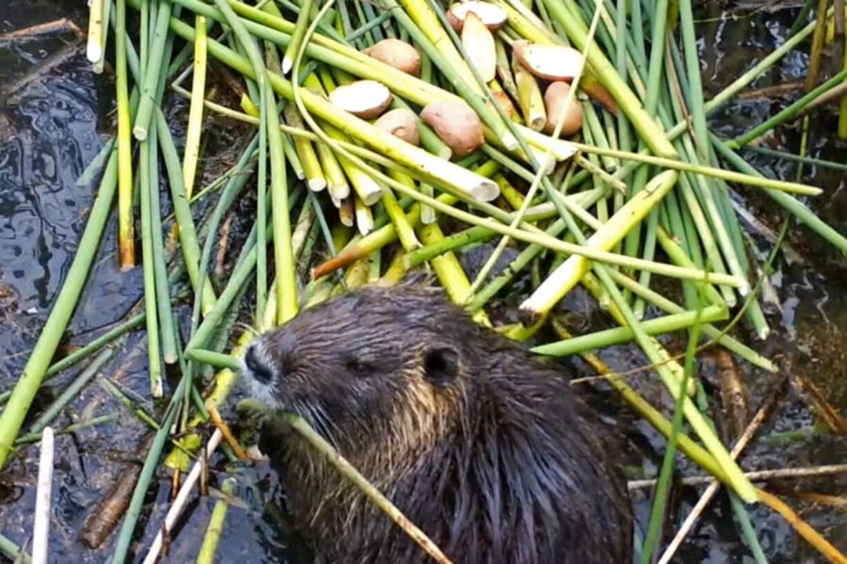 This April 18, 2019, photo provided by the California Department of Fish and Wildlife shows a nutria in Merced County, Calif. With $10 million in state funding, the Department of Fish and Wildlife is preparing to deploy new tactics in its efforts to eradicate nutria.