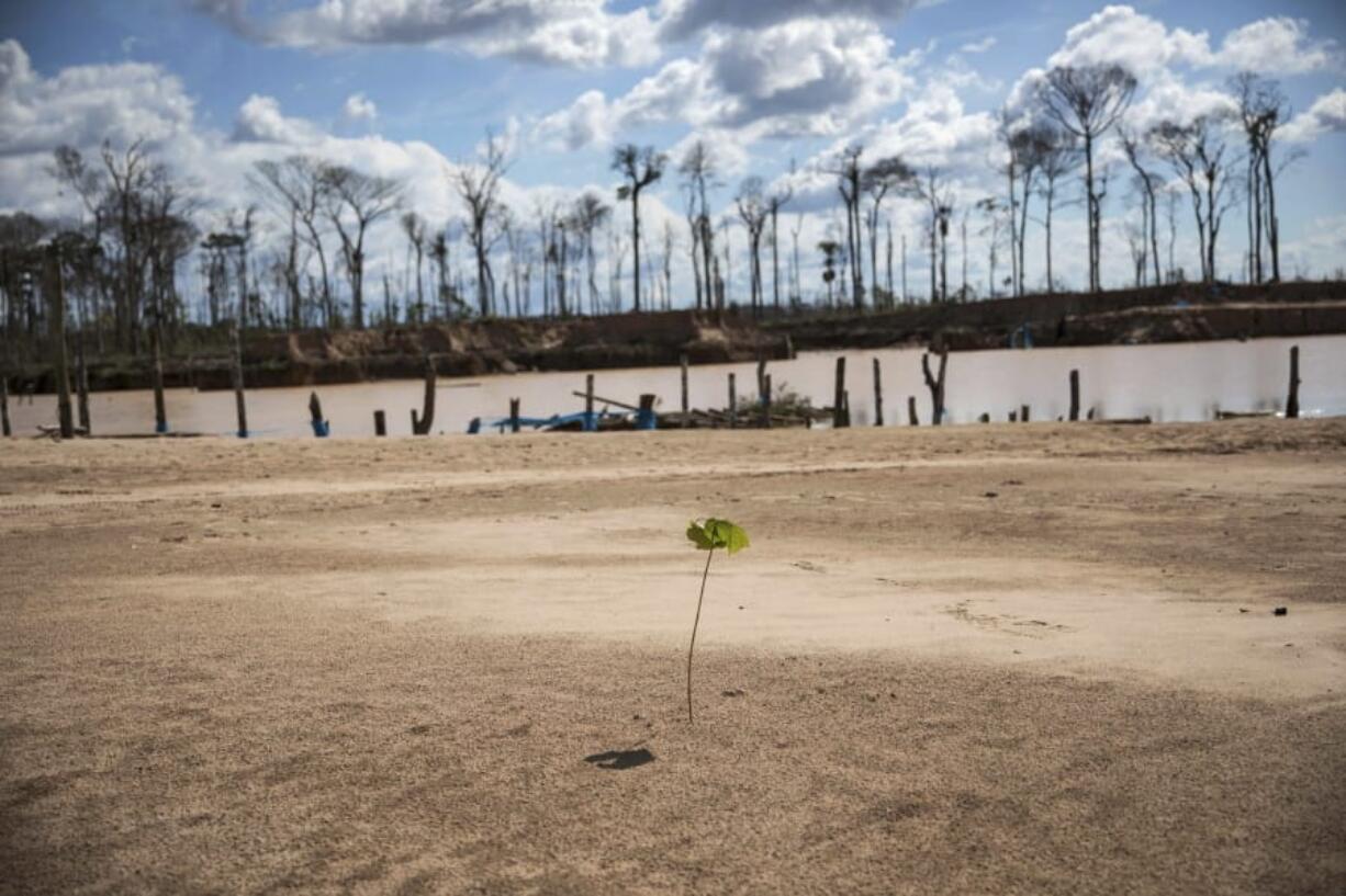 ADVANCE FOR USE TUESDAY, OCT. 1, 2019 AND THEREAFTER- A tree planted by police during &quot;Operation Mercury&quot; stands amid jungle destroyed by illegal miners, near a makeshift airstrip at the Balata police and military base in Peru&#039;s Tambopata province on March 28, 2019. Scientists working for CINCIA -- a Peru-based nongovernmental group -- planted more than six-thousand saplings of various species native to this part of the Amazon, including the iconic shihuahuaco trees, in one of these uncanny clearings. They are testing which biofertilizers work best to replenish the soil.