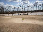 ADVANCE FOR USE TUESDAY, OCT. 1, 2019 AND THEREAFTER- A tree planted by police during &quot;Operation Mercury&quot; stands amid jungle destroyed by illegal miners, near a makeshift airstrip at the Balata police and military base in Peru&#039;s Tambopata province on March 28, 2019. Scientists working for CINCIA -- a Peru-based nongovernmental group -- planted more than six-thousand saplings of various species native to this part of the Amazon, including the iconic shihuahuaco trees, in one of these uncanny clearings. They are testing which biofertilizers work best to replenish the soil.