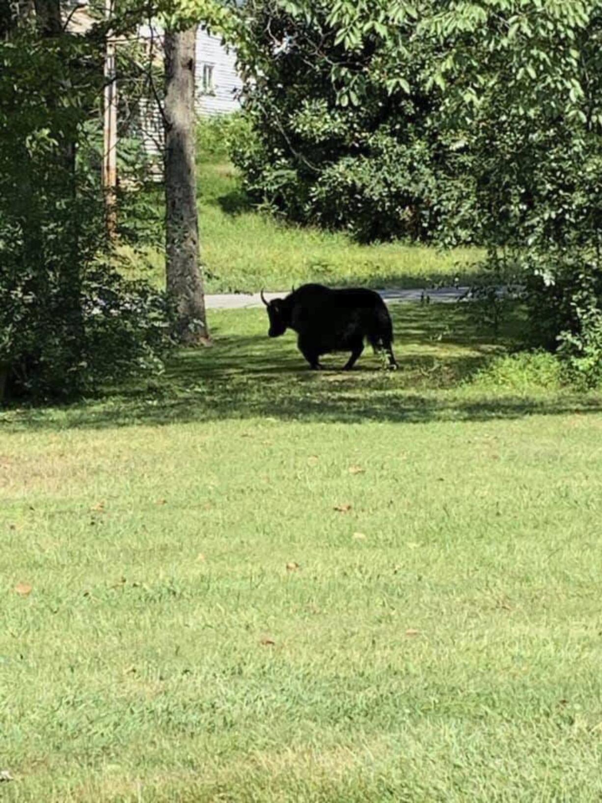 This photo provided by Laura Cooper from the Nelson County Farm Bureau shows a yak in Lovingston, Va,, on Wednesday, Sept. 11, 2019.  Authorities say the yak on its way to the butcher's shop escaped to the nearby mountains avoiding animal control officers and treats trying to lure it back into a trailer. The yak named Meteor was on its last ride Tuesday from Buckingham, Virginia, to the butcher when it got out of its trailer.