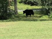 This photo provided by Laura Cooper from the Nelson County Farm Bureau shows a yak in Lovingston, Va,, on Wednesday, Sept. 11, 2019.  Authorities say the yak on its way to the butcher's shop escaped to the nearby mountains avoiding animal control officers and treats trying to lure it back into a trailer. The yak named Meteor was on its last ride Tuesday from Buckingham, Virginia, to the butcher when it got out of its trailer.