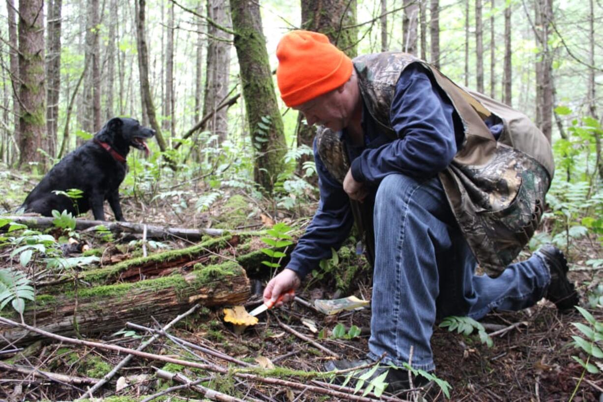 Wild mushroom gatherers are happily collecting plenty of tasty fungi this fall following the plentiful rains of September. Mushroom hunters need a permit, available for free online, to collect them on national forest lands.