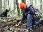 Wild mushroom gatherers are happily collecting plenty of tasty fungi this fall following the plentiful rains of September. Mushroom hunters need a permit, available for free online, to collect them on national forest lands.