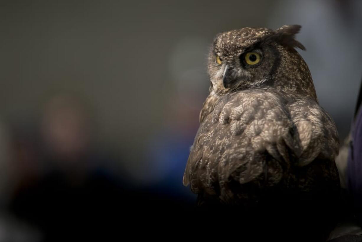 The Ridgefield Birdfest and Bluegrass festival. The Audubon Society of Portland show three birds of prey at Union Ridge Elementary School in Ridgefield. Julio, a female Great Horned Owl.