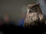 The Ridgefield Birdfest and Bluegrass festival. The Audubon Society of Portland show three birds of prey at Union Ridge Elementary School in Ridgefield. Julio, a female Great Horned Owl.