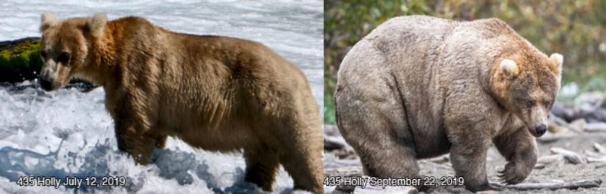 Brown bear 435 Holly&#039;s remarkable summer expansion has made her a strong contender in Katmai National Park&#039;s annual Fat Bear Week contest. (N. Boak/ NPS photo; L.