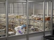 Lab tech Tom Krewson prepares bottles of tobacco-flavored e-liquid while working at River Reserve Eliquid in Vancouver on Thursday. The company is having to scale back making flavored eliquid, which accounts for 90 percent of its products. At top, tobacco-flavored eliquid is the only legal vapor flavor in the state, which was decided by the Washington State Board of Health on Wednesday.