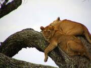 A young lion settles onto a lofty tree branch, presumably to get away from biting flies below in the Serengeti.