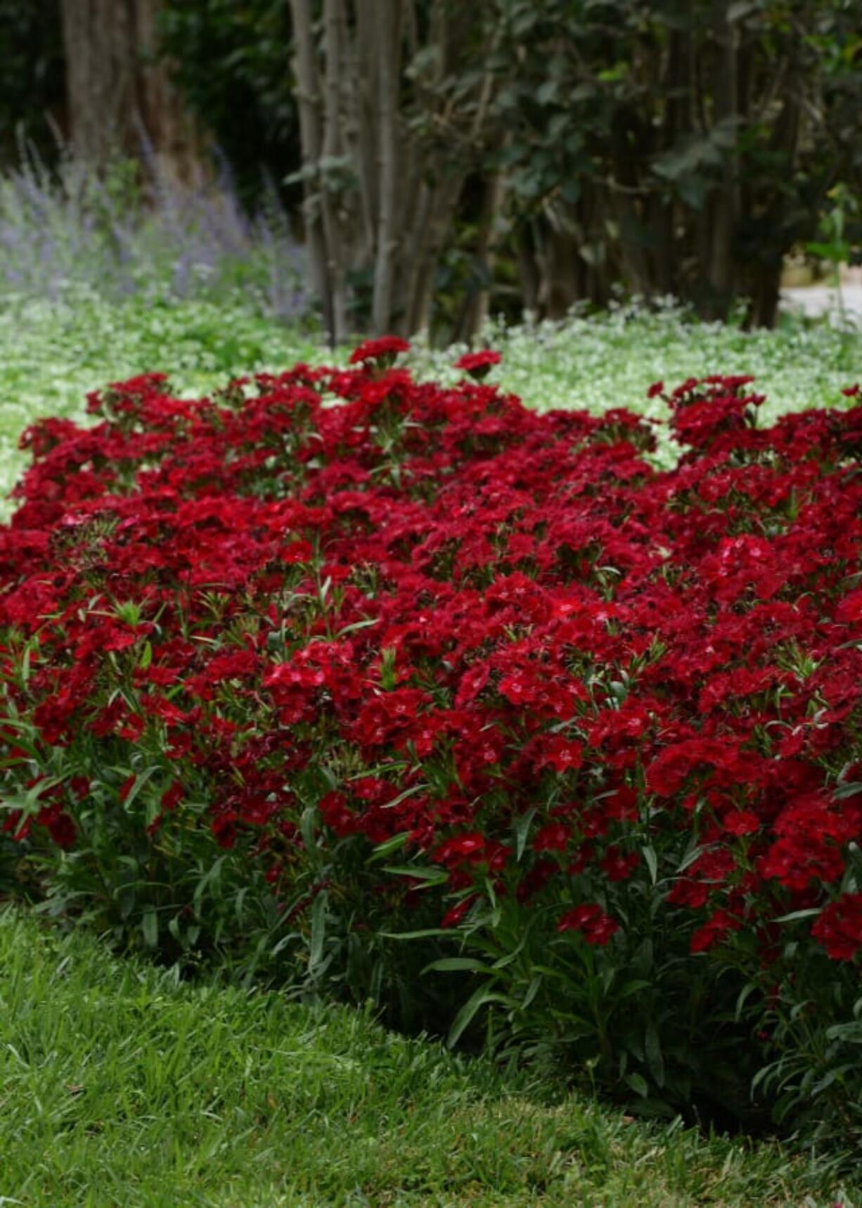 Rockin Red dianthus looks terrific when massed.