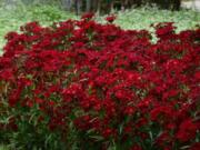 Rockin Red dianthus looks terrific when massed.