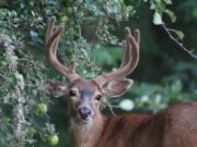 Blacktail bucks are one of the most challenging deer to hunt, but conditions are much better than in 2018. Patient hunters should find success.