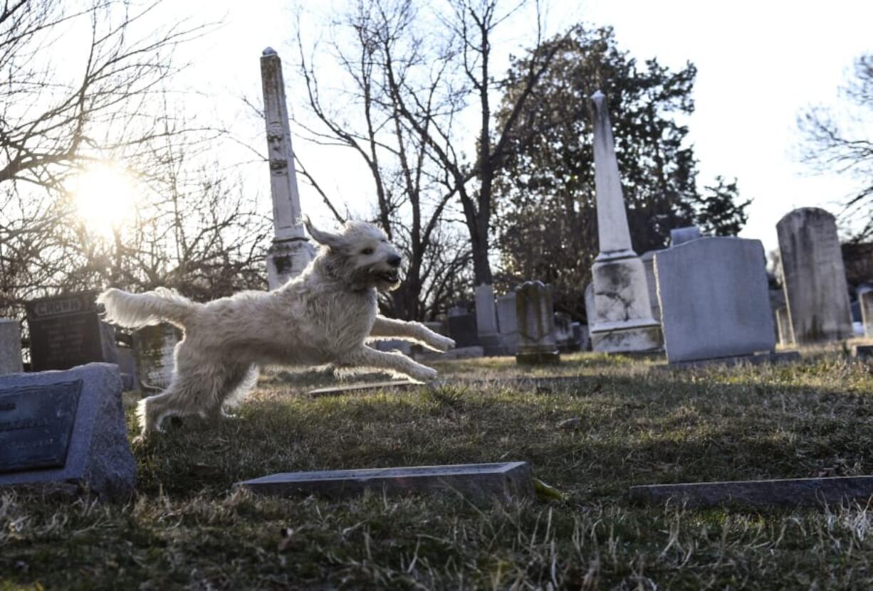 Buster, a labradoodle, takes a romp through Congressional Cemetery on Feb. 16, 2017, in Washington, D.C.