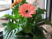 Gerbera daisies cleanse the air of benzene, a study found.