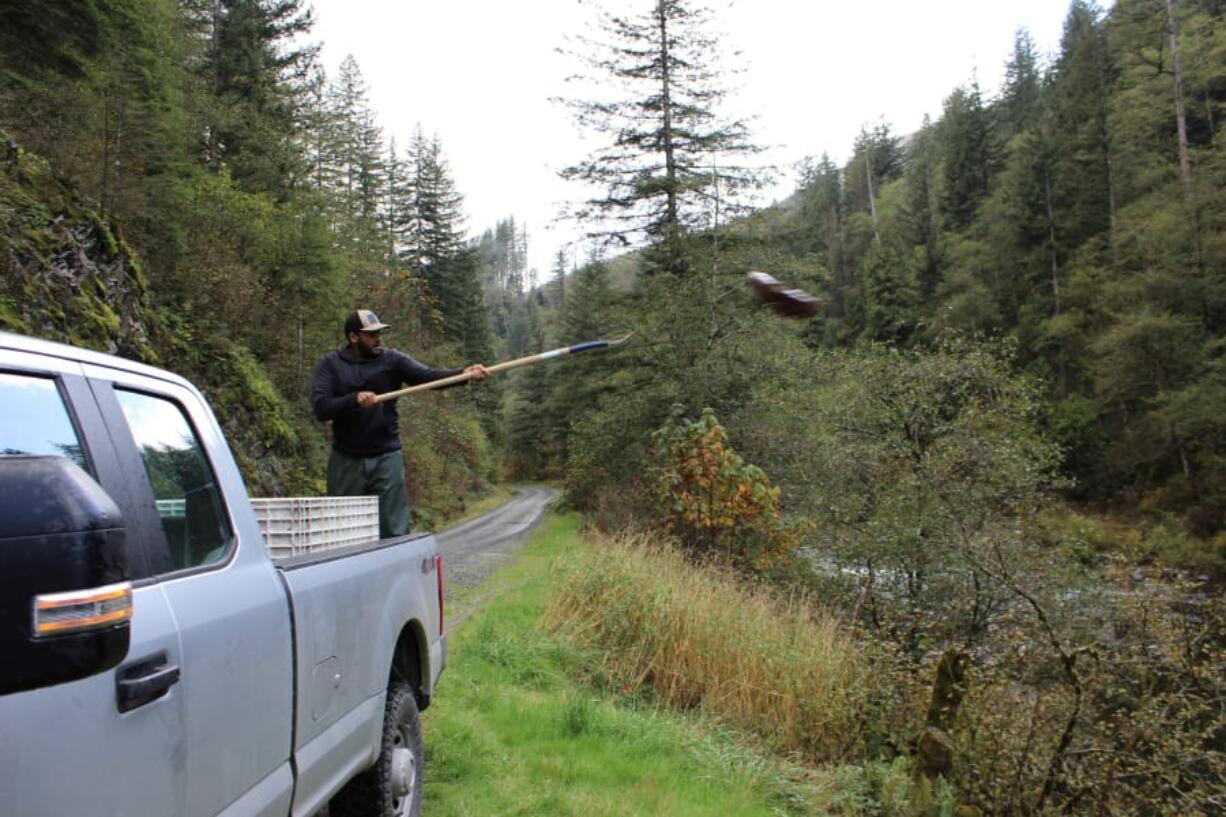 Maurice Frank, the Restoration Coordinator for the Lower Columbia Fish Enhancement Group, throws a salmon carcass into the upper Washougal River. Salmon carcasses are an important source of marine-derived nutrients that feed the river and its watershed, and help young salmon survive.