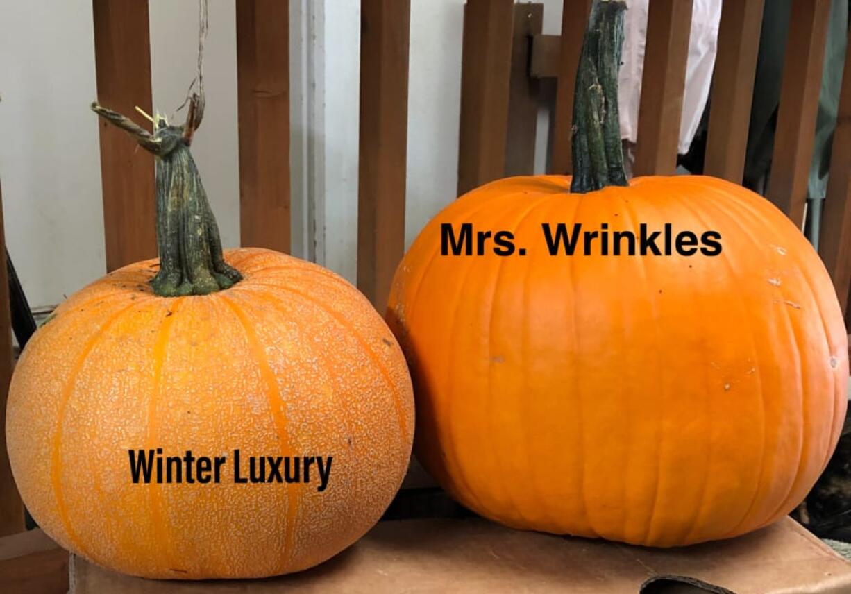 Winter Luxury pumpkins are ideal for pie, and Mrs. Wrinkles pumpkins for carving.