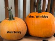 Winter Luxury pumpkins are ideal for pie, and Mrs. Wrinkles pumpkins for carving.