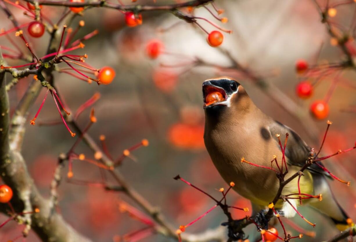 The type of trees and shrubs you choose can also make a big difference to birds. Shown is a cedar waxwing eating a chokeberry.