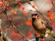 The type of trees and shrubs you choose can also make a big difference to birds. Shown is a cedar waxwing eating a chokeberry.