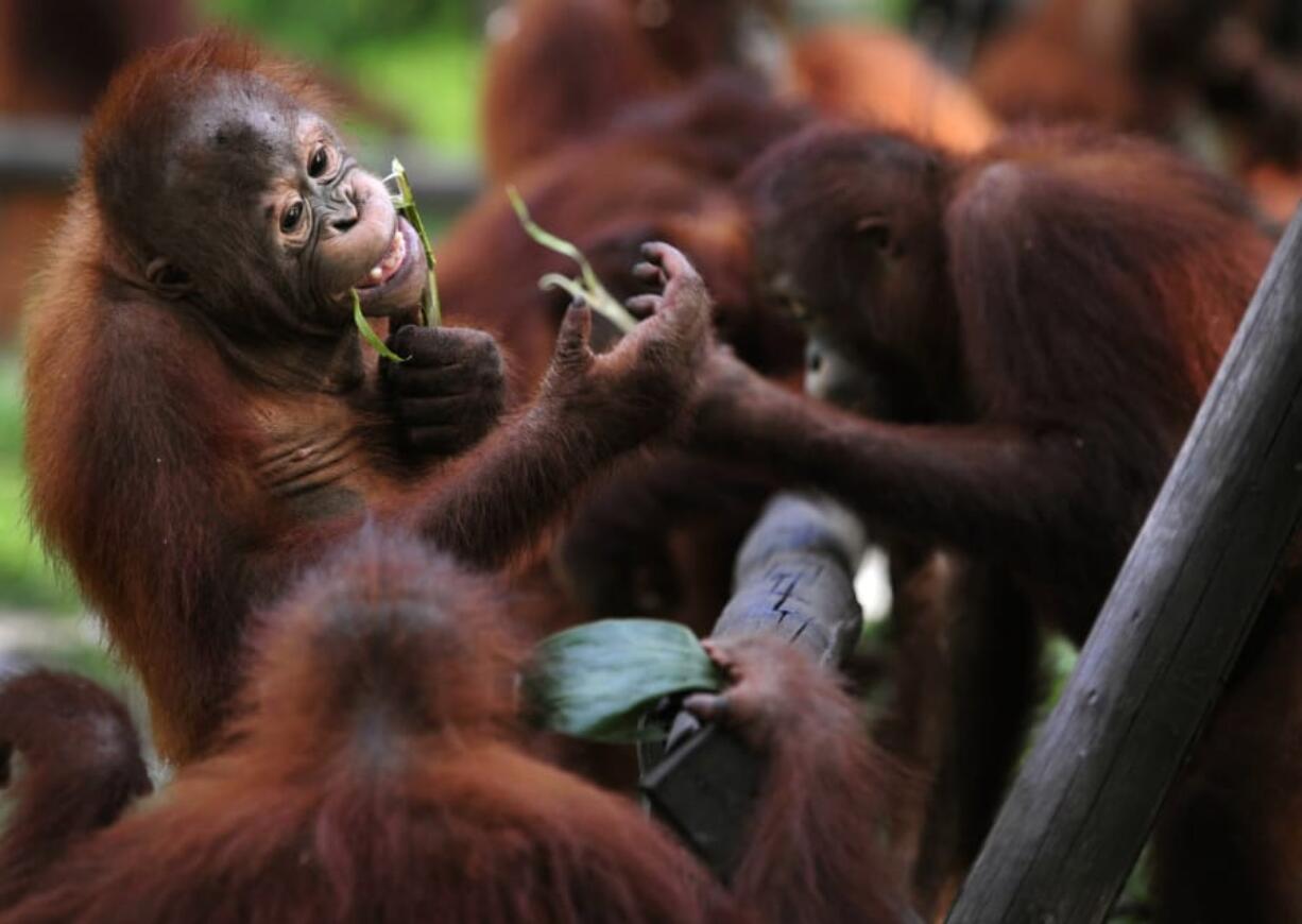 In a study about speech and voice control involving captive orangutans at the Indianapolis Zoo, some of the great apes activated the kazoos within minutes, producing sounds of varying pitches and durations in response to kazoo demonstrations by the human experimenters.