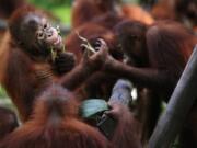 In a study about speech and voice control involving captive orangutans at the Indianapolis Zoo, some of the great apes activated the kazoos within minutes, producing sounds of varying pitches and durations in response to kazoo demonstrations by the human experimenters.