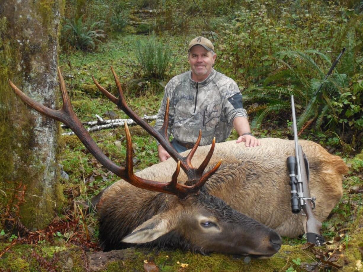 Roosevelt elk on the Washington coast, like this nice bull taken with Upfront Outfitters, are doing well. However, the Mt. St. Helens herd is struggling and harvest is down.