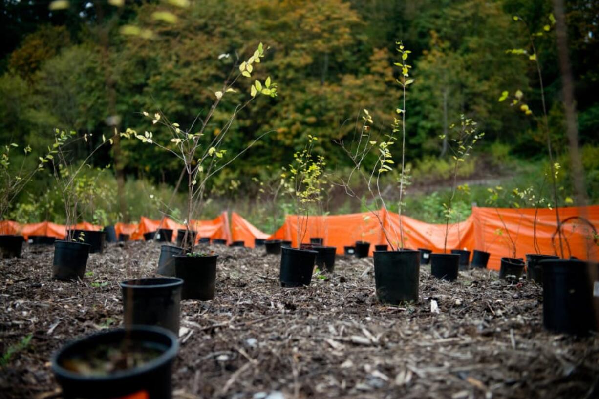 The Vancouver Watersheds Alliance will again organize volunteers to plant trees in the Burnt Bridge Creek watershed on Make a Difference Day on Oct. 26.