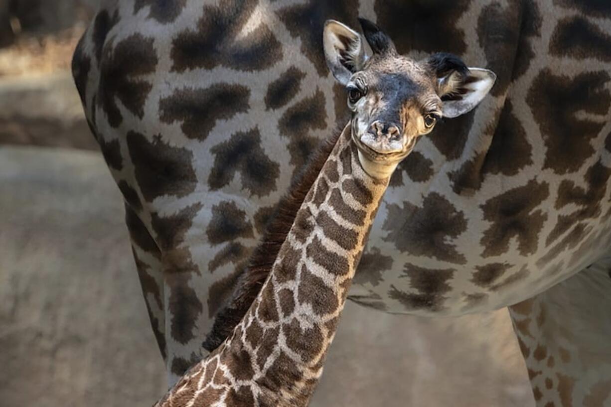 A baby giraffe looks out from her enclosure Wednesday at the Los Angeles Zoo. The female calf was born Oct. 5.