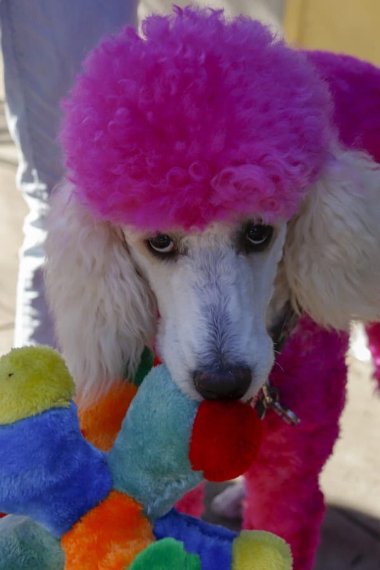 Rico Suavee plays with a toy as he lies on the sidewalk Oct. 10 during a walk with his owner Michelle Carroll in Pittsburgh. A recent survey found that 42 percent of millennial pet owners pamper their pets to the point of going into debt.