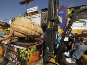 A massive pumpkin grin by Leonardo Urena of Napa, Calif., is lowered on a scale with a forklift on Monday, Oct. 14, 2019, in Half Moon Bay, Calif. The pumpkin weighed in at 2,175 lbs., a new California weight record.