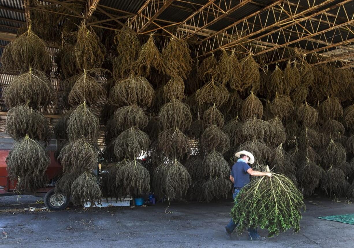 Workers at MERJ farms unload hemp plants Oct. 10 during the first harvest at the Sullivan County farm in Bristol, Tenn. U.S. agriculture officials say a rule that allows farmers to legally grow hemp will be finalized this week.