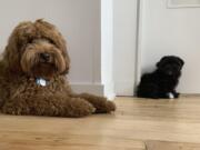 Leo, left, and Sally in the home of their owner in New York. Good Dog cofounder Lauren McDevitt says that while dogs of varying sizes can get along, it&#039;s important to consider whether a difference in size will present a challenge.