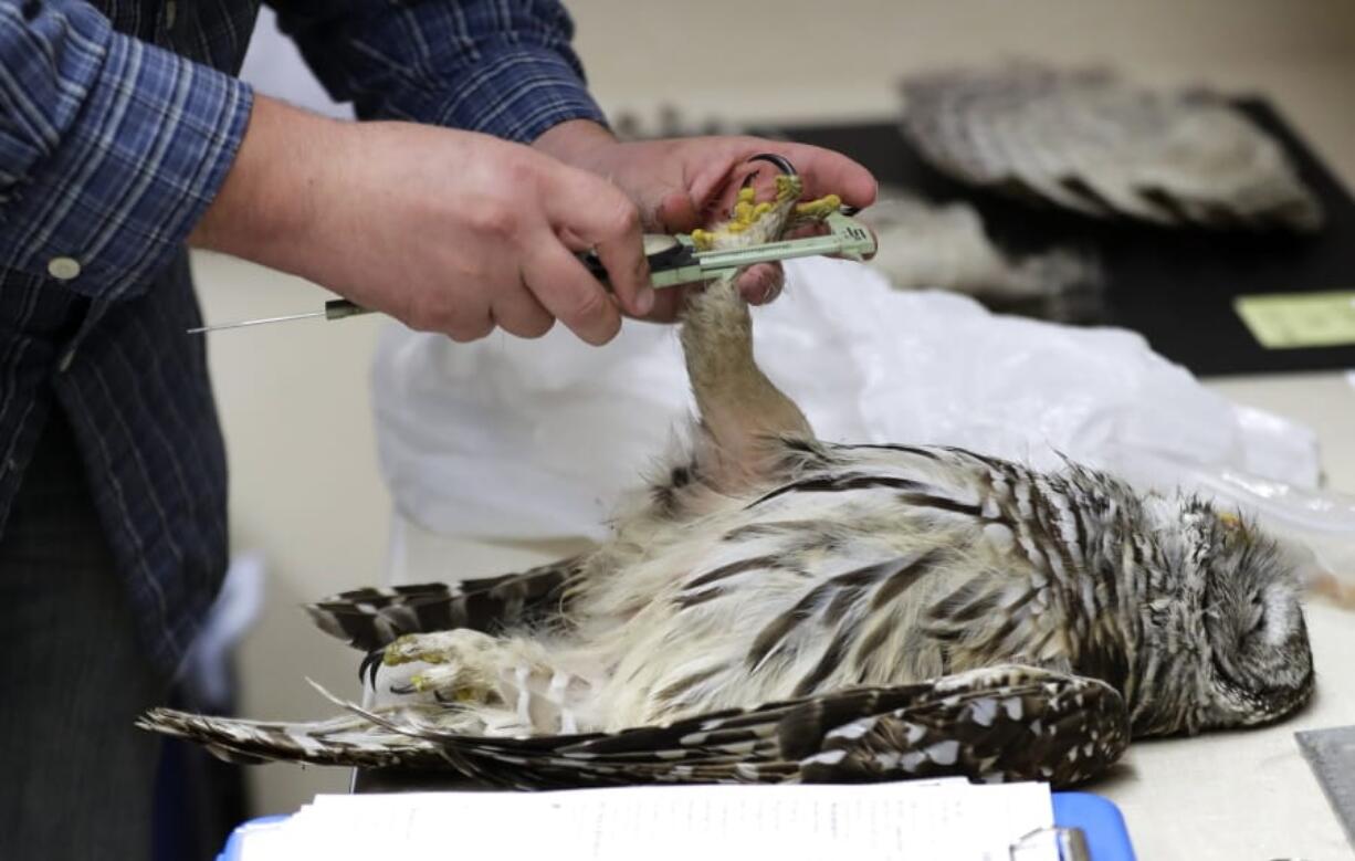 In this photo taken in the early morning hours of Oct. 24, 2018, wildlife technician Jordan Hazan records data in a lab in Corvallis, Ore., from a male barred owl he shot earlier in the night. The raptor was killed as part of a controversial experiment by the U.S. government to test whether the northern spotted owl&#039;s rapid decline in the Pacific Northwest can be stopped by killing its larger and more aggressive East Coast cousin, the barred owl, which now outnumber spotted owls in many areas of the native bird&#039;s historic range. (AP Photo/Ted S.