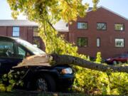 A falling tree branch damaged two vans outside a home on West 28th Street in the Carter Park neighborhood Tuesday morning as high winds swept through the area.