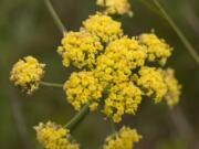 Bradshaw&#039;s lomatium, which has a large population outside Camas, was listed as an endangered species in 1988 but has recovered to the point that it could be delisted under the Endangered Species Act. (Peter Pearsall/U.S.