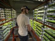 Devin Wilson, lead grower at West Village Farms, keeps an eye on produce as it grows inside space that was formerly part of an inkjet printer factory. The year-old indoor farm is expanding its operations to keep up with a greater demand.