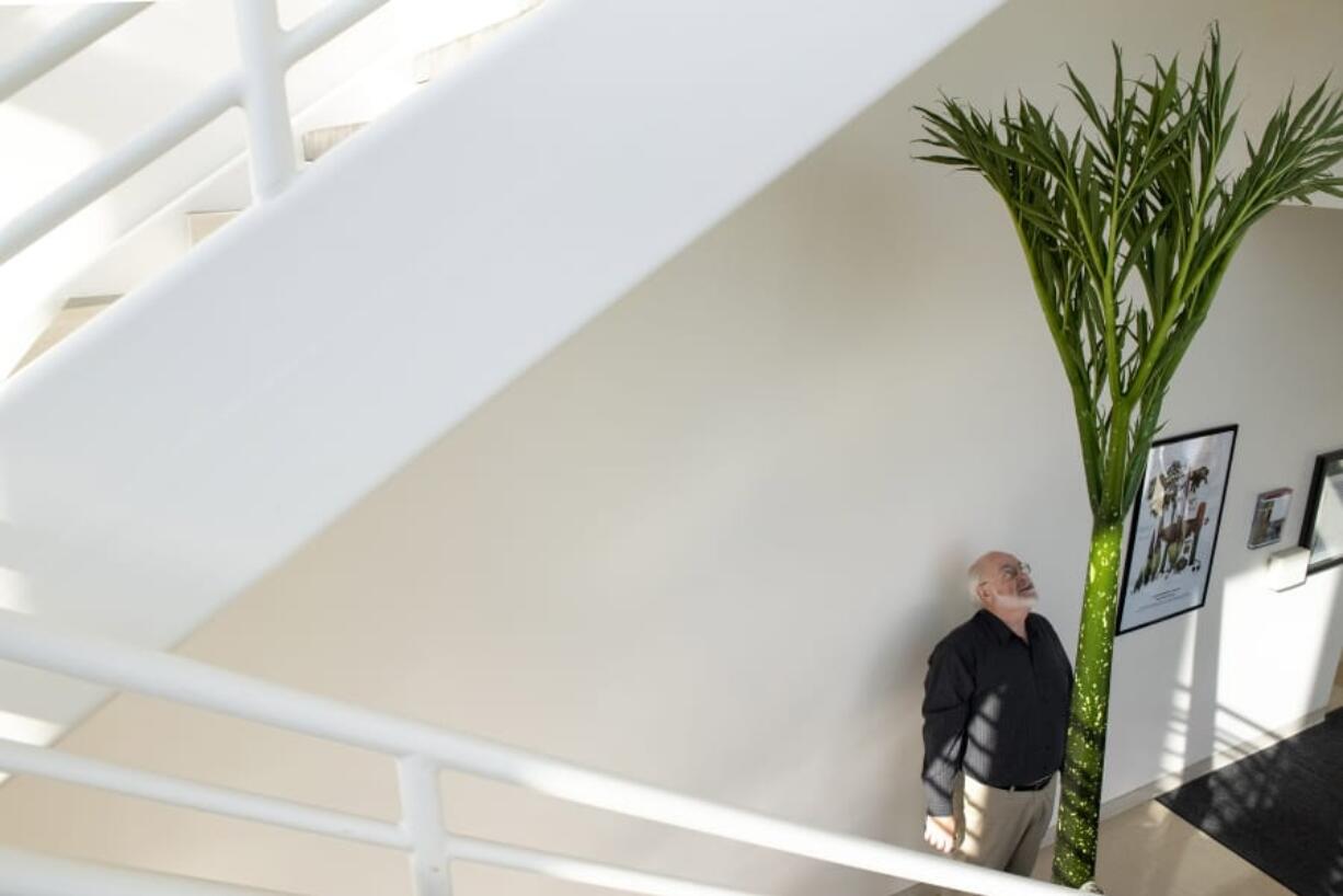 Associate professor Steven R. Sylvester examines new growth on a clone of Titan VanCoug, a corpse flower that bloomed earlier this year at Washington State University Vancouver.