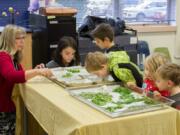 Woodland: Lewis River Academy teacher Teri Retter helps students experience the different herbs and spices by touching and smelling both the fresh and powdered varieties.