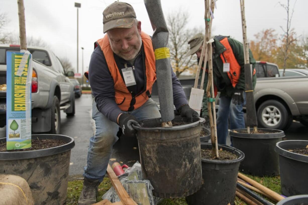 Jeff Timmons of Camas, a crew leader with Friends of Trees, lifts an Autumn Gold ginkgo into position at a Nov. 9 tree-planting event in southeast Vancouver.