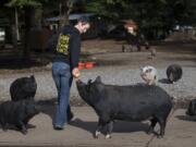 Wendy Smith of Odd Man Inn Animal Refuge near Washougal shares a snack with some four-legged friends. The animal refuge is home to some 130 animals, including 35 pigs.