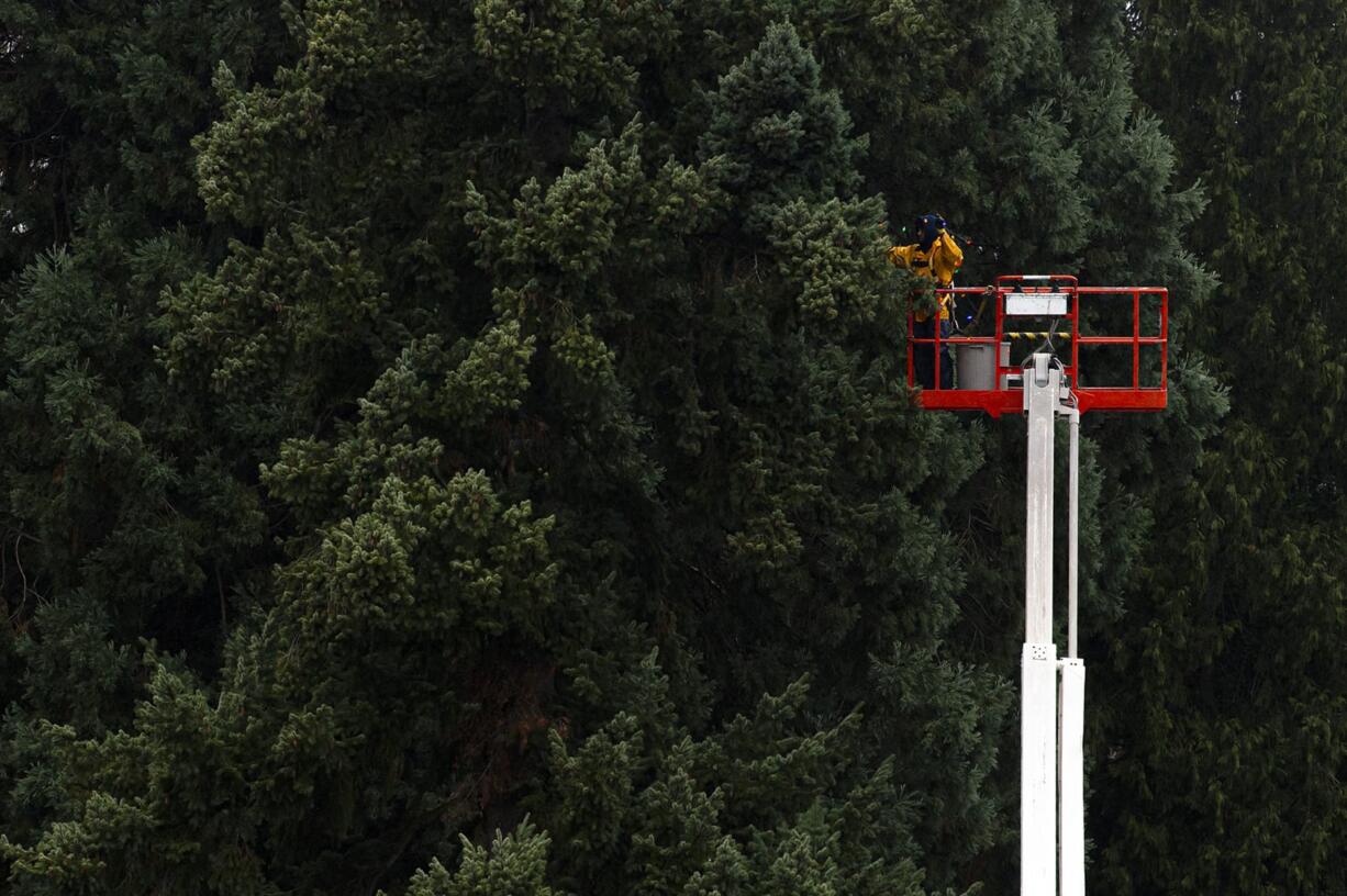 Johnathan Casey with All-Clean! SoftWash places Christmas lights in a tree at Esther Short Park on Tuesday morning.