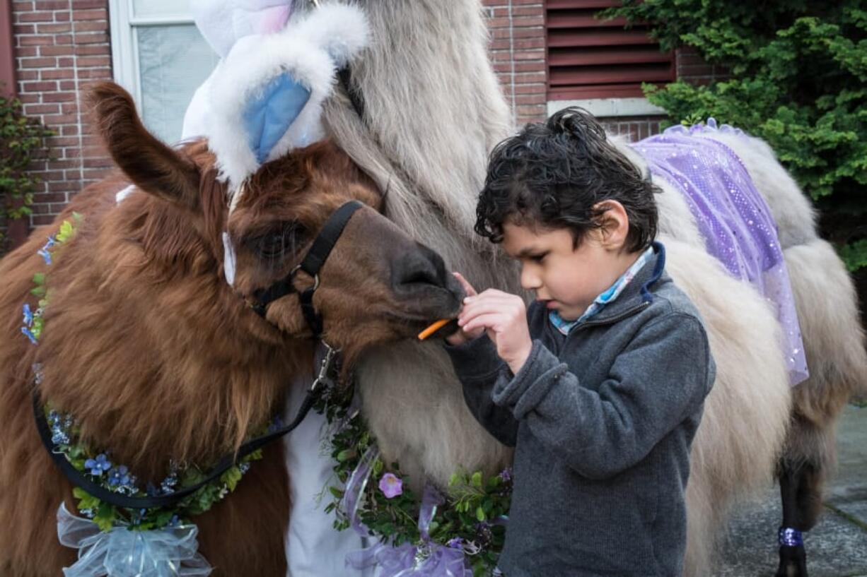 A child feeds Rojo the Llama at the Beeping Easter Egg Hunt for the Blind hosted by the Northwest Association of Blind Athletes at the Washington State School for the Blind in Vancouver in 2016.