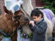 A child feeds Rojo the Llama at the Beeping Easter Egg Hunt for the Blind hosted by the Northwest Association of Blind Athletes at the Washington State School for the Blind in Vancouver in 2016.