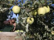 Sergio Garcia empties a bag of just-picked golden delicious apples into a bin at a Valicoff Fruit Company orchard near Wapato in 2013.