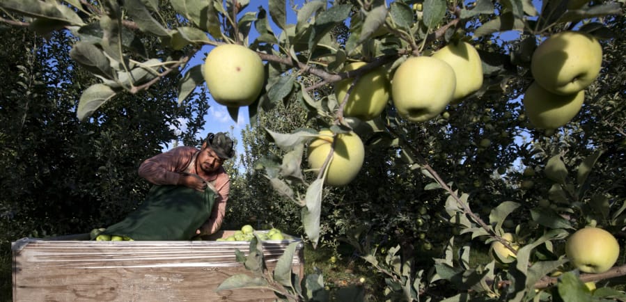 Sergio Garcia empties a bag of just-picked golden delicious apples into a bin at a Valicoff Fruit Company orchard near Wapato in 2013.