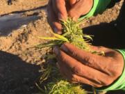 Oregon hemp grower Ajit Singh pulls a hemp flower apart to show where mold has set in. Hemp crops across the Rogue Valley have been blighted by mold after unusually heavy rain in September.